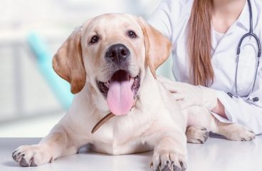 Reasons Why Your Pet’s Health Needs Regular Checkups